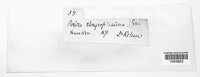 Lachnellula chrysophthalma image